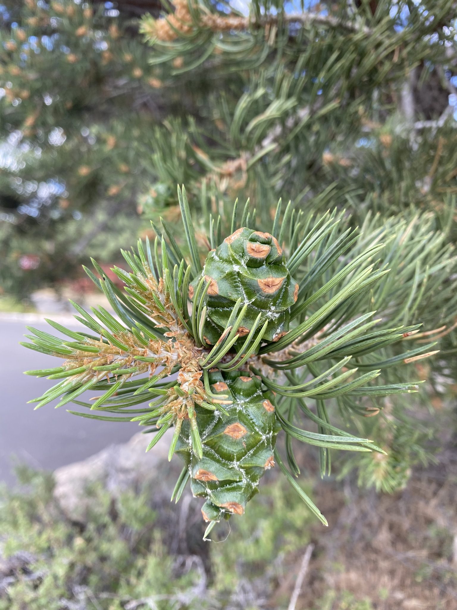 Pinus edulis